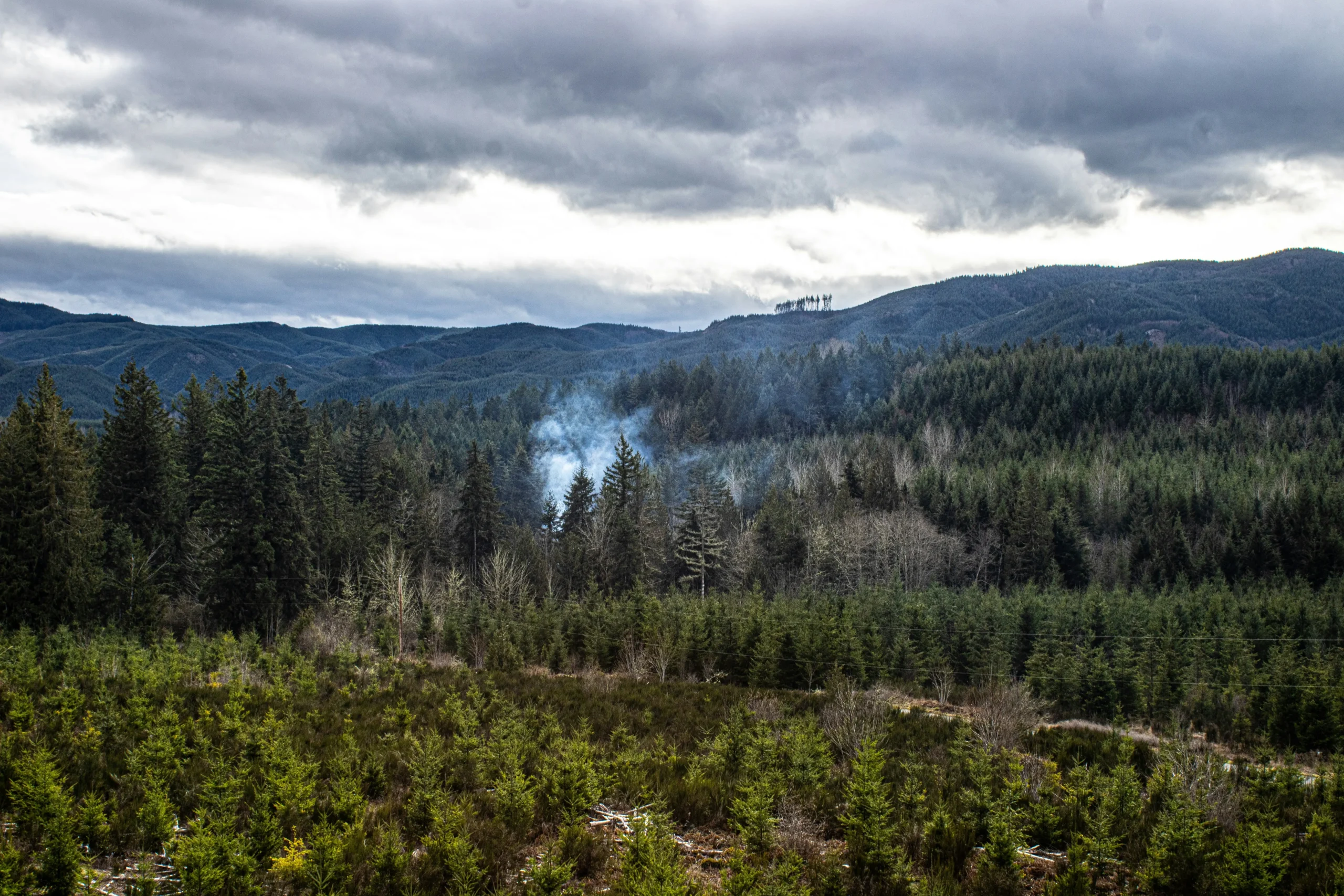 Modernisation du régime forestier : pourquoi maintenant ?  